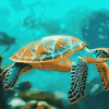 Blue Ocean Turtle Diamond Painting