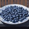 Blueberry Fruits Patio Diamond Painting