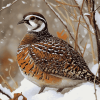 Bobwhite Quail in Snowy Landscape Diamond Painting