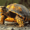 Box Turtle Reptiles Diamond Painting