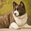 Brown Akita Puppy Diamond Painting