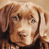 Brown Labrador Puppy Diamond Painting