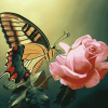 Butterfly Roses Blossoms Diamond Painting