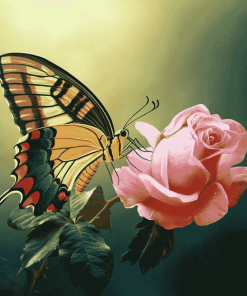 Butterfly Roses Blossoms Diamond Painting