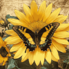 Butterfly Sunflower Blossoms Diamond Painting