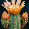 Cactus Cartoon Diamond Painting