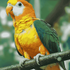 Caique Parrot Colorful Diamond Painting