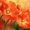 California Poppies Blossoms Diamond Painting