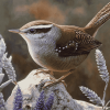 California Wren Birds Diamond Painting