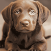 Chocolate Labrador Puppy Diamond Painting