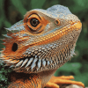 Colorful Bearded Dragon Diamond Painting