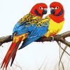 Colorful Eastern Rosellas Diamond Painting