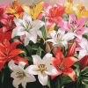 Colorful Lily Blossoms Diamond Painting