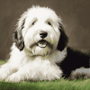 Cute Sheepdog Puppy Diamond Painting