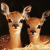 Cute Steenbok Animal Diamond Painting