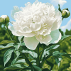 Cute White Peony Blossoms Diamond Painting