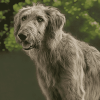 Cute Wolfhound Puppies Diamond Painting