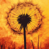 Dandelion Silhouette Sunset Diamond Painting