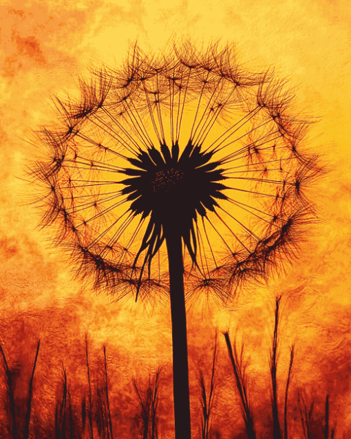 Dandelion Silhouette Sunset Diamond Painting