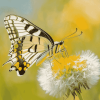 Dandelion and Butterfly Diamond Painting