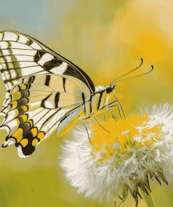 Dandelion and Butterfly Diamond Painting