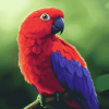 Eclectus Parrot Fowls Diamond Painting