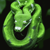 Emerald Snake Reptile Diamond Painting