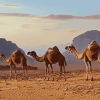 Ethiopian Camels Landscape Diamond Painting