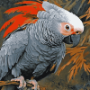 Exotic African Parrot Diamond Painting