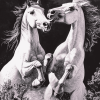 Fighting Horses Monochrome Diamond Painting