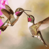 Flying Hummingbirds Pink Diamond Painting