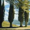 Four Majestic Cypress Trees Diamond Painting