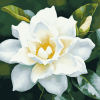 Gardenia Blossoms Diamond Painting