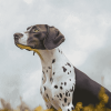 German Shorthair Puppy Diamond Painting