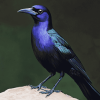 Grackle Delight Diamond Painting