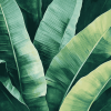 Green Banana Leaves Nature Diamond Painting