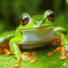 Grenouille Frog Diamond Painting