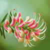 Grevillea Blossoms Diamond Painting