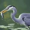 Grey Heron Birds Diamond Painting