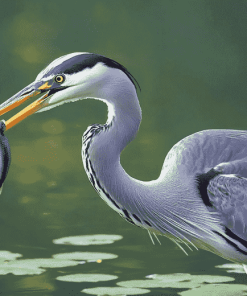 Grey Heron Birds Diamond Painting