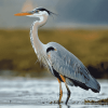 Grey Heron Birds Diamond Painting