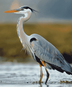 Grey Heron Birds Diamond Painting