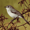 Grey Warbler Birds Diamond Painting