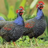 Guineafowl Birds Diamond Painting