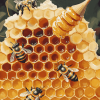 Honey Bee Hive Nature Diamond Painting