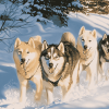 Husky Adventure Diamond Painting