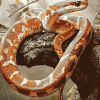 Hypomelanistic Corn Snake Diamond Painting