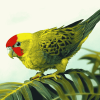 Kakariki Parrots Diamond Painting