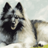 Keeshond Hound Diamond Painting