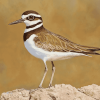 Killdeer Bird Diamond Painting